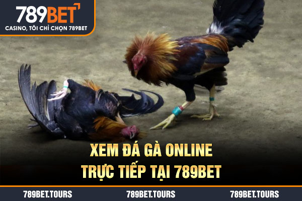 Xem đá gà online trực tiếp tại 789bet